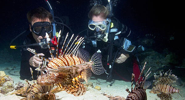 Night dive Isla Mujeres
