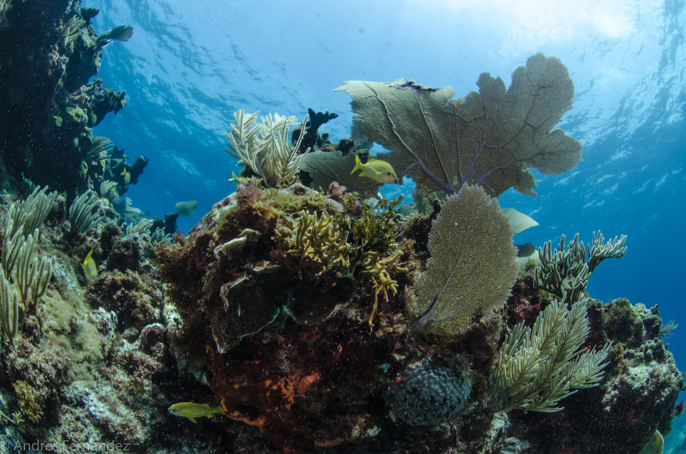 Snorkeling El Farito Reef - Scuba Diving Isla mujeres,Mexico Isla Mujeres