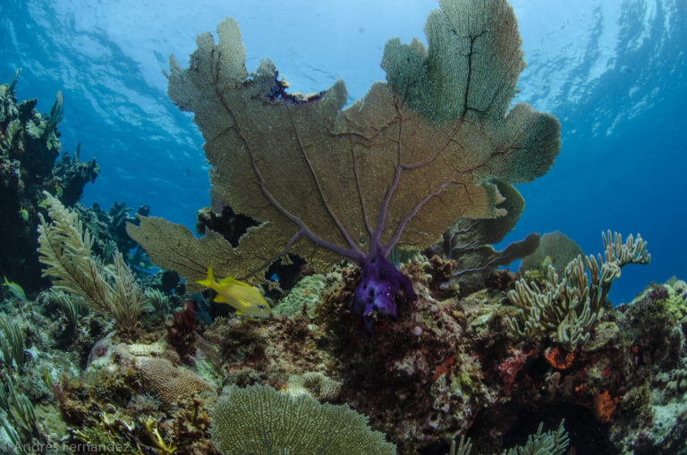 a view of a coral
