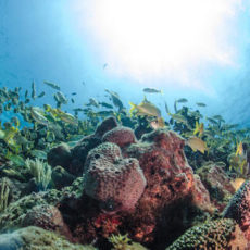 Manchones Grande and Atlantis Reef