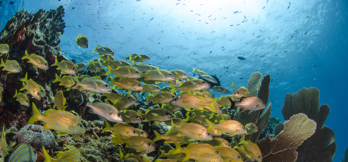 Private snorkeling tour