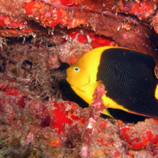 a colorful fish