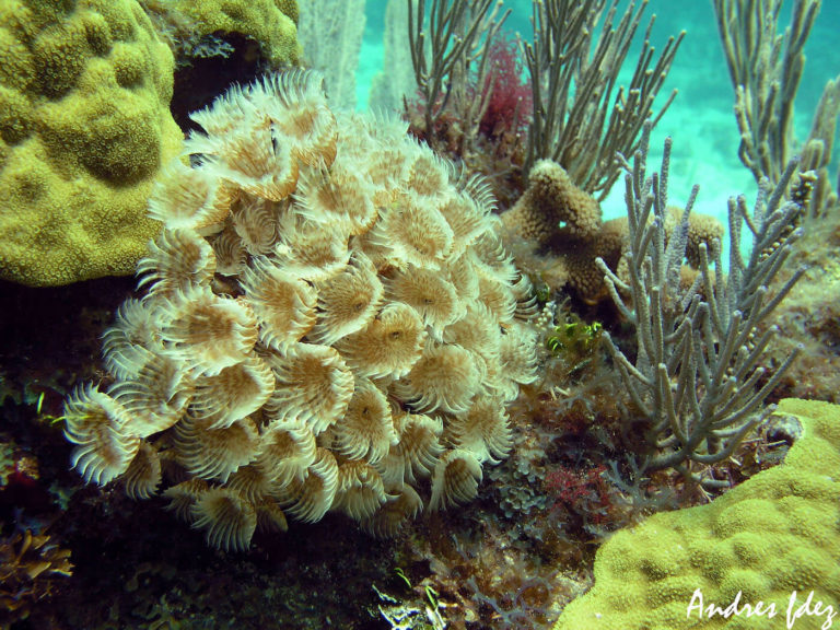 underwater view of a coral