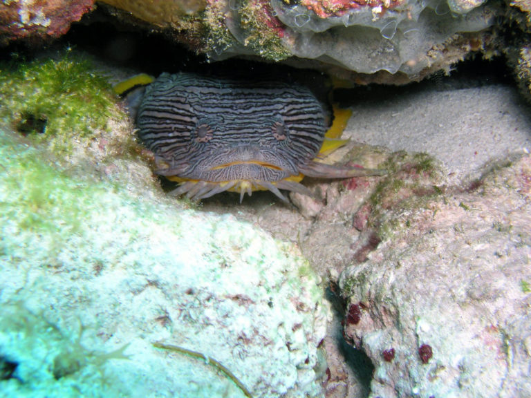 a close up of a fish