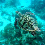a turtle swimming under water