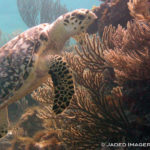a turtle swimming under water