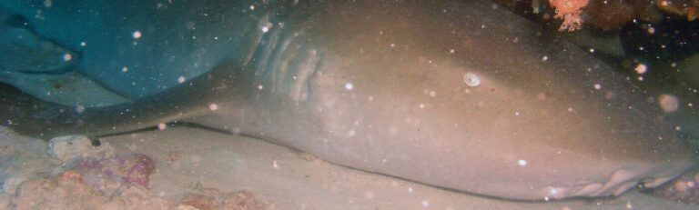 Sleeping Shark Cave dive Isla Mujeres