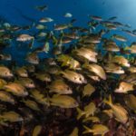 Reef diving Isla Mujeres