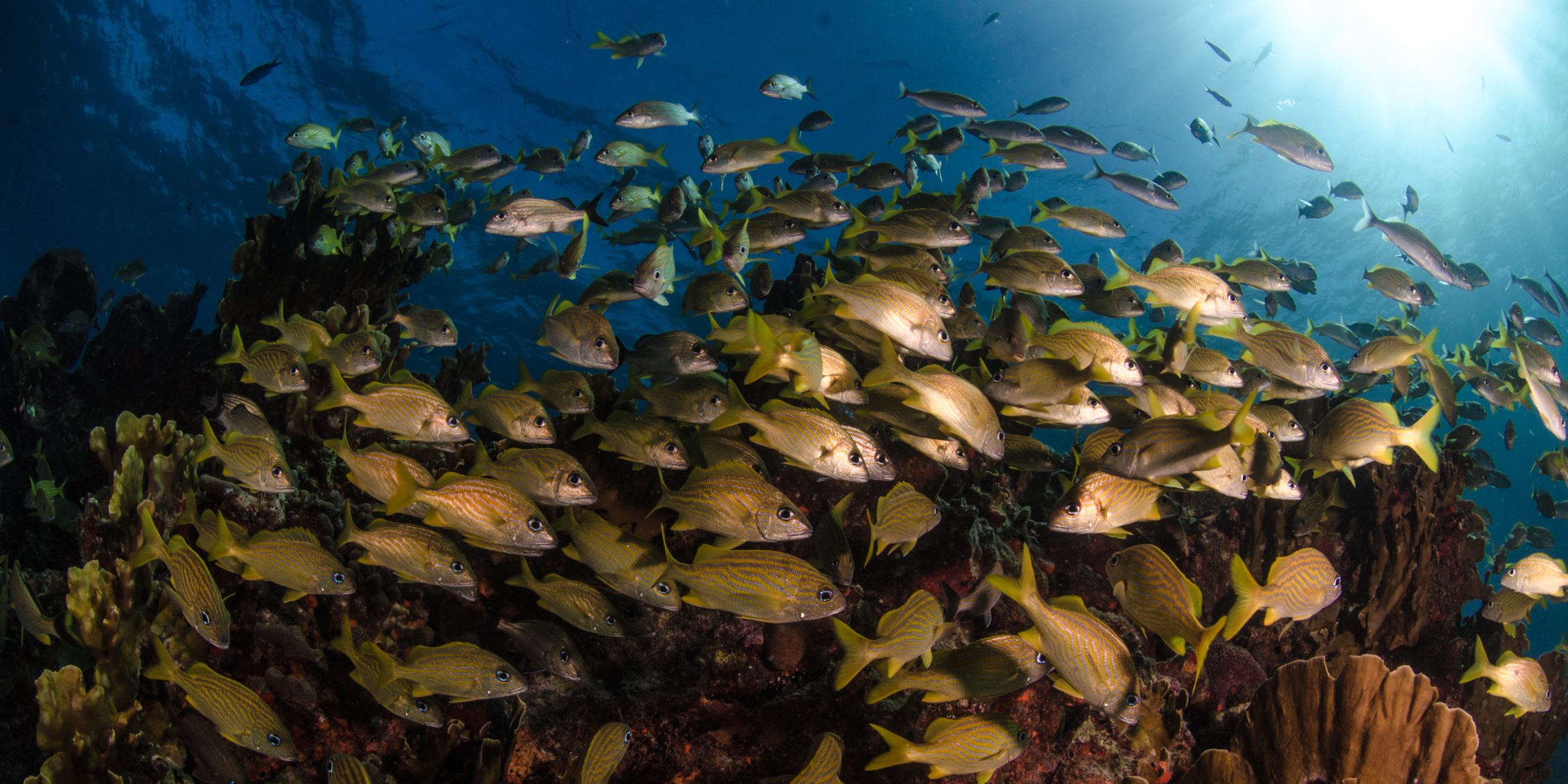 school of fish by the reef