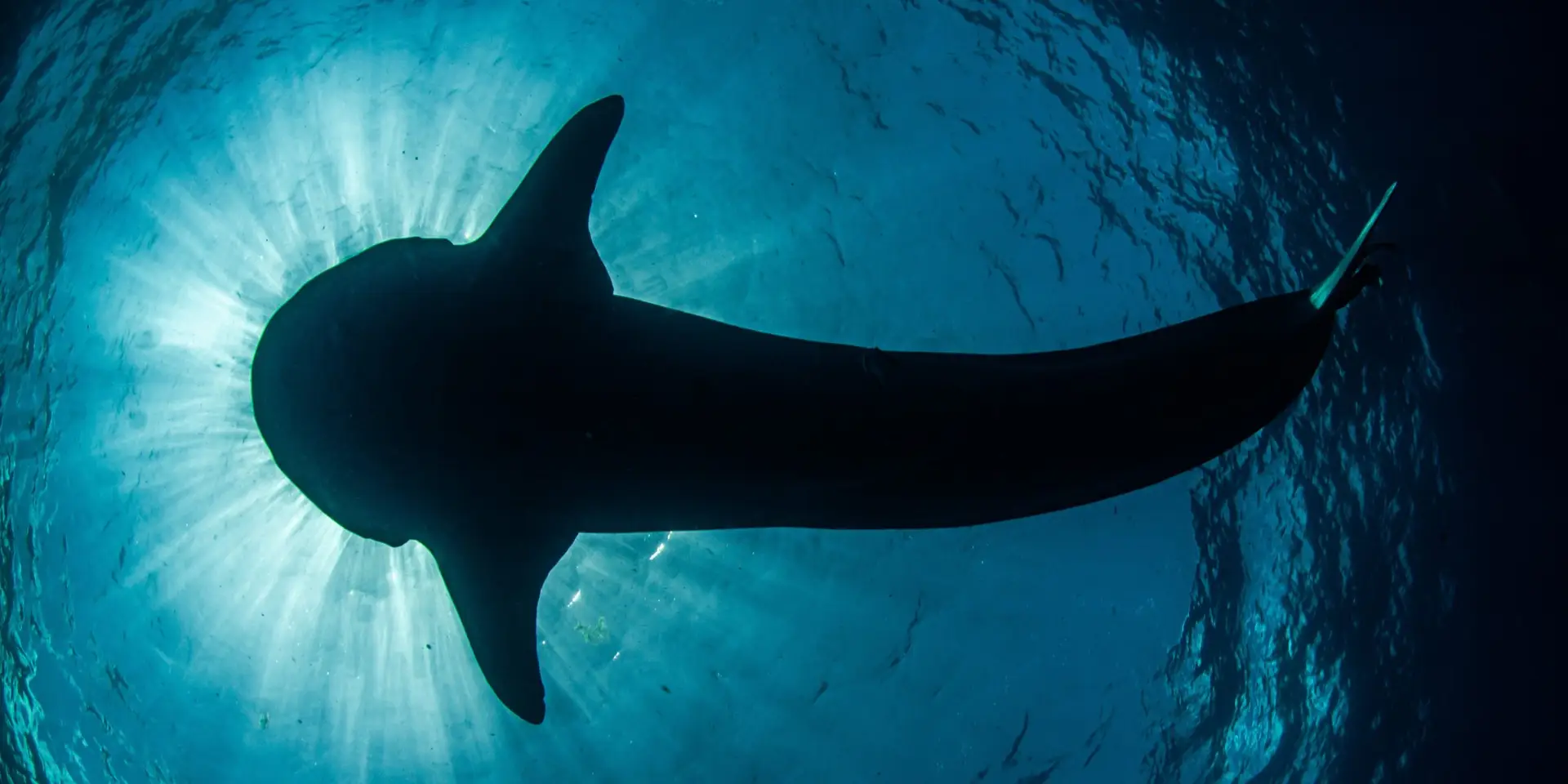 Whale shark tour Isla Mujeres