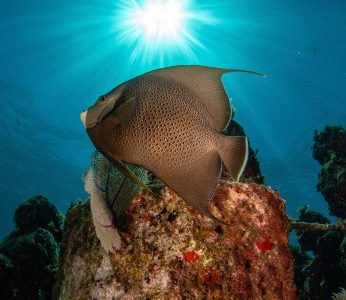 scuba diving with angel fish