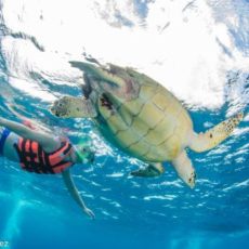 a turtle swimming under water