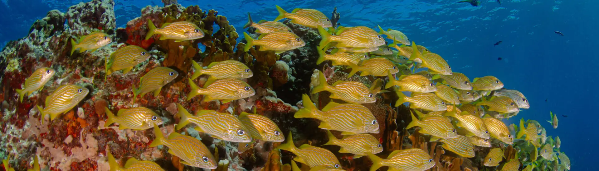 Reef diving Isla Mujeres