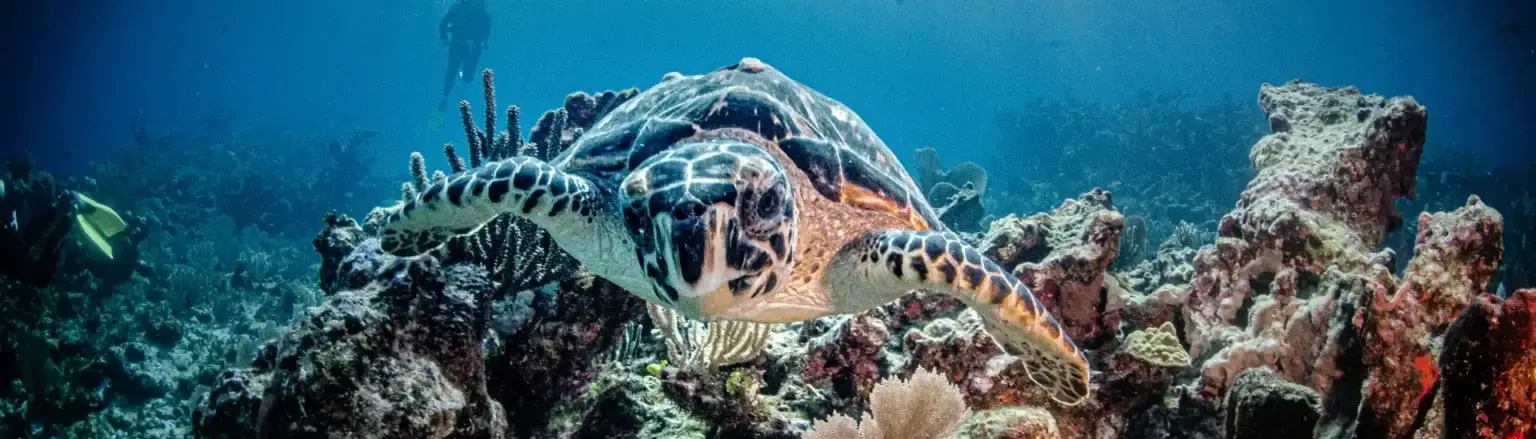 scuba diving in isla mujeres